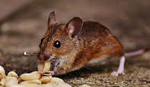 24 Hour & Emergency Exterminators in Fort Snelling Military Resv, MN
